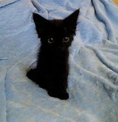 a small black kitten sitting on top of a blue blanket