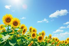 the sun shines brightly over a field of sunflowers