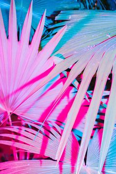 pink and blue palm leaves are shown in this artistic photo, with the light reflecting on them