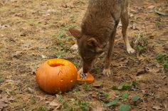 a dog sniffing at a pumpkin on the ground