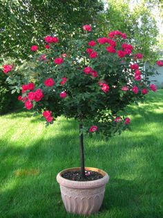 a potted plant with pink flowers in it on the grass next to a tree