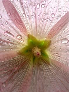 the inside of a pink flower with water droplets on it