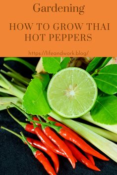 Gardening - How to Grow Thai Hot Peppers Thai Chili Peppers, Chili Pepper Plant, Growing Hot Pepper, Thai Red Chili, Thai Peppers, Bright Red Flowers, Thai Chili Pepper, Fresno Chili, Chilli Plant