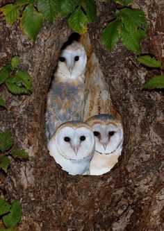 two owls are sitting in a hollow on a tree