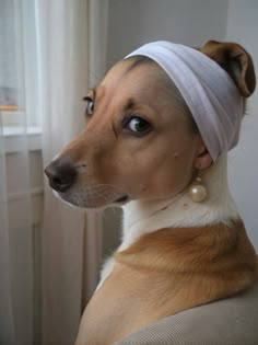 a brown and white dog wearing a headband