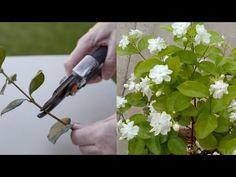 two pictures one with scissors and the other with white flowers in it's stems