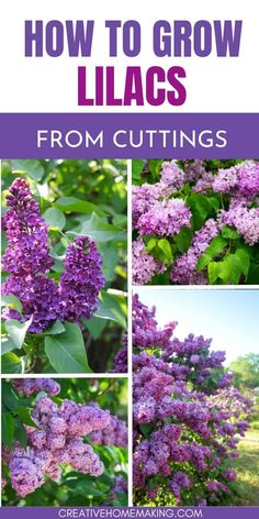 purple lilacs growing in the garden with text overlay that reads how to grow lilacs from cuttings