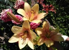 three yellow and pink flowers in a garden