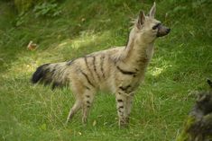 a striped hyena standing on top of a lush green field