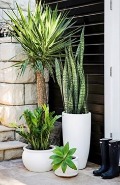 two potted plants sitting next to each other in front of a door with the caption tara denis'ideas for the outdoorss