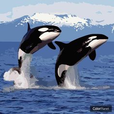 two orca whales jumping out of the water