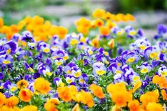 many different colored flowers in the grass