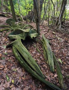 the remains of an old plant in the woods