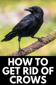 a black bird sitting on top of a branch with the words how to get rid of crows