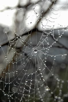 dew covered spider web in front of a tree with water droplets on it's surface