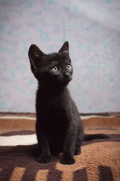 a small black kitten sitting on top of a bed next to a wall and looking at the camera