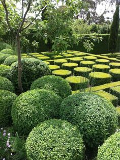 a garden filled with lots of green bushes and trees in the middle of it's center