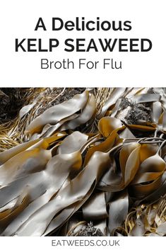 an image of seaweeds with the title, the traditional and modern use of seaweed