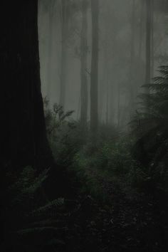 a dark forest filled with lots of tall trees