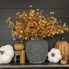 pumpkins and gourds are sitting on a shelf