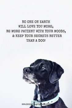 a black dog is looking up at the sky with a quote above it that says no one on earth will love you more, be more patient with your