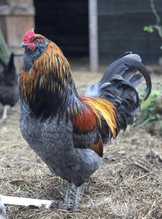 a rooster standing on top of dry grass