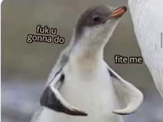 a penguin with its mouth open standing next to a white bird that says, fuki u gonnaa do fie me