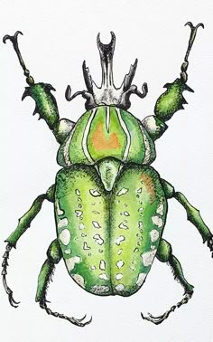 a drawing of a green bug on a white background