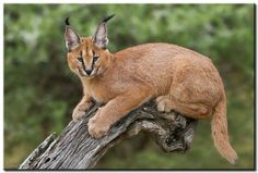 a caramel colored cat sitting on top of a tree branch in the woods,