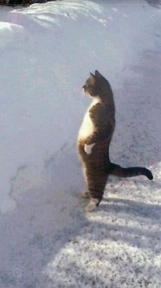 a cat is standing on its hind legs in the snow and looking up at something