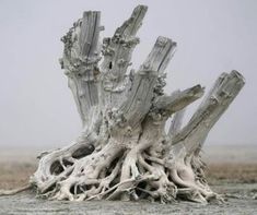 an old tree stump in the middle of nowhere