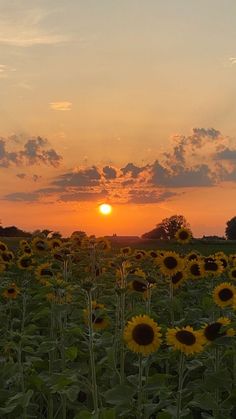 the sun is setting over a field of sunflowers