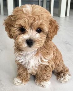 a small brown dog sitting on top of a hard wood floor