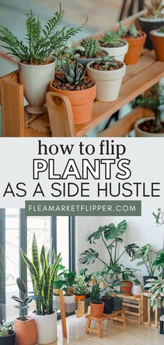 several different types of houseplants in pots on a shelf with text overlay how to flip plants as a side hustle