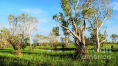 trees and grass in the middle of a field with blue skies above them, near a small pond