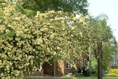 a tree with yellow flowers in front of a red brick house on a sunny day