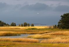 an open field with water and trees under a cloudy sky