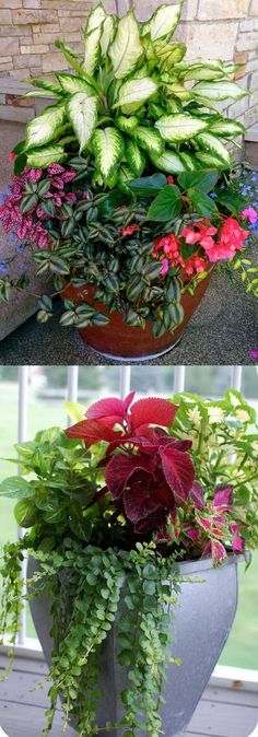 two pictures of flowers in a pot on the ground and one with green leaves growing out of it