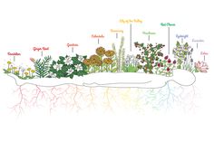 plant a chakra garden - Google Search Chakra Garden, Third Chakra, Dandelion Root Tea, Magical Moon, Autumn Tea, Thyroid Issues, Pineal Gland, Dandelion Root, Moon Garden