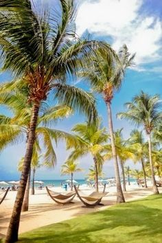 palm trees and hammocks on the beach