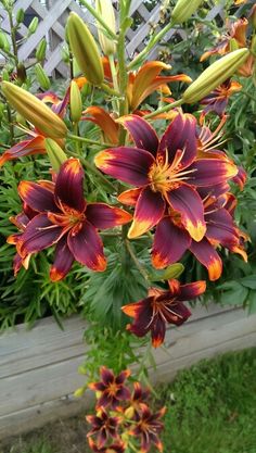 an orange and purple flower in a garden