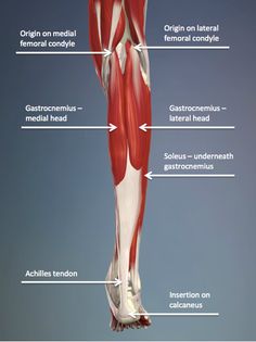 the muscles are labeled in this diagram