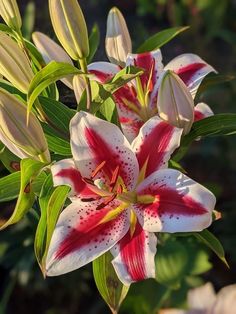 a white and red flower with green leaves in the background, taken from above on a sunny day