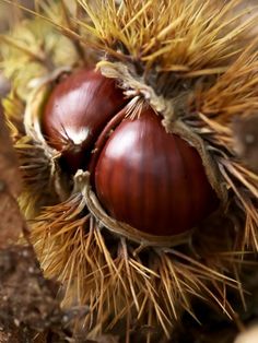 two chestnuts that are sitting on the ground