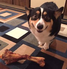 The Daily Corgi: A Baker's Dozen of Corgi Smiles!