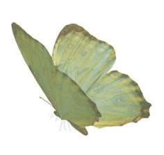 two green butterflies flying side by side on a white background with the wings folded down