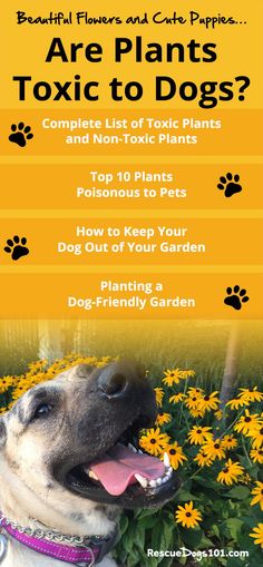 a dog with its tongue out in front of yellow flowers and the words are plants to dogs