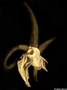 an animal skull with large horns on it's head