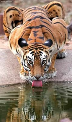 a tiger drinking water from a pond with its mouth open and two other tigers in the background