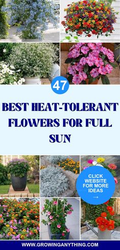 the best heat - to - plant flowers for full sun